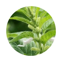 HUILE DE SÉSAME bio